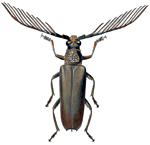 Wallace's Cyriopalus beetle (Cyriopalus wallacei). Collected by Wallace in Sarawak, Borneo and named after him by Pascoe in 1866.