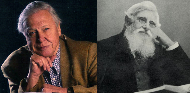 Sir David Attenborough & Alfred Russel Wallace