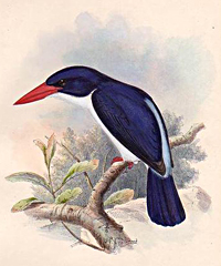 The white-rumped kingfisher (Caridonax fulgidus) was collected by Wallace on Lombok Island, Indonesia and named by Gould in 1857.