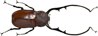 Long-armed chafer beetle collected by Wallace in Indonesia.