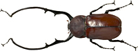 Long-armed chafer beetle collected by Wallace in Indonesia.