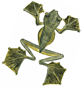 Wallace's flying frog. From a watercolour painted by Wallace in Sarawak.