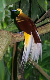 Lesser Bird of Paradise (Paradisaea minor) by Roderick Eime. From Wikipedia.