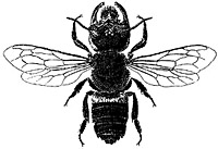 Wallace's giant bee (Megachile pluto). This species was discovered by him on Bacan Island, Indonesia in 1859.