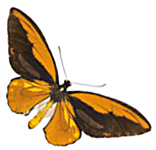 Wallace's golden birdwing butterfly, discovered by him in Indonesia.