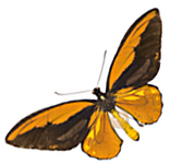 Wallace's golden birdwing butterfly, discovered by him in Indonesia.